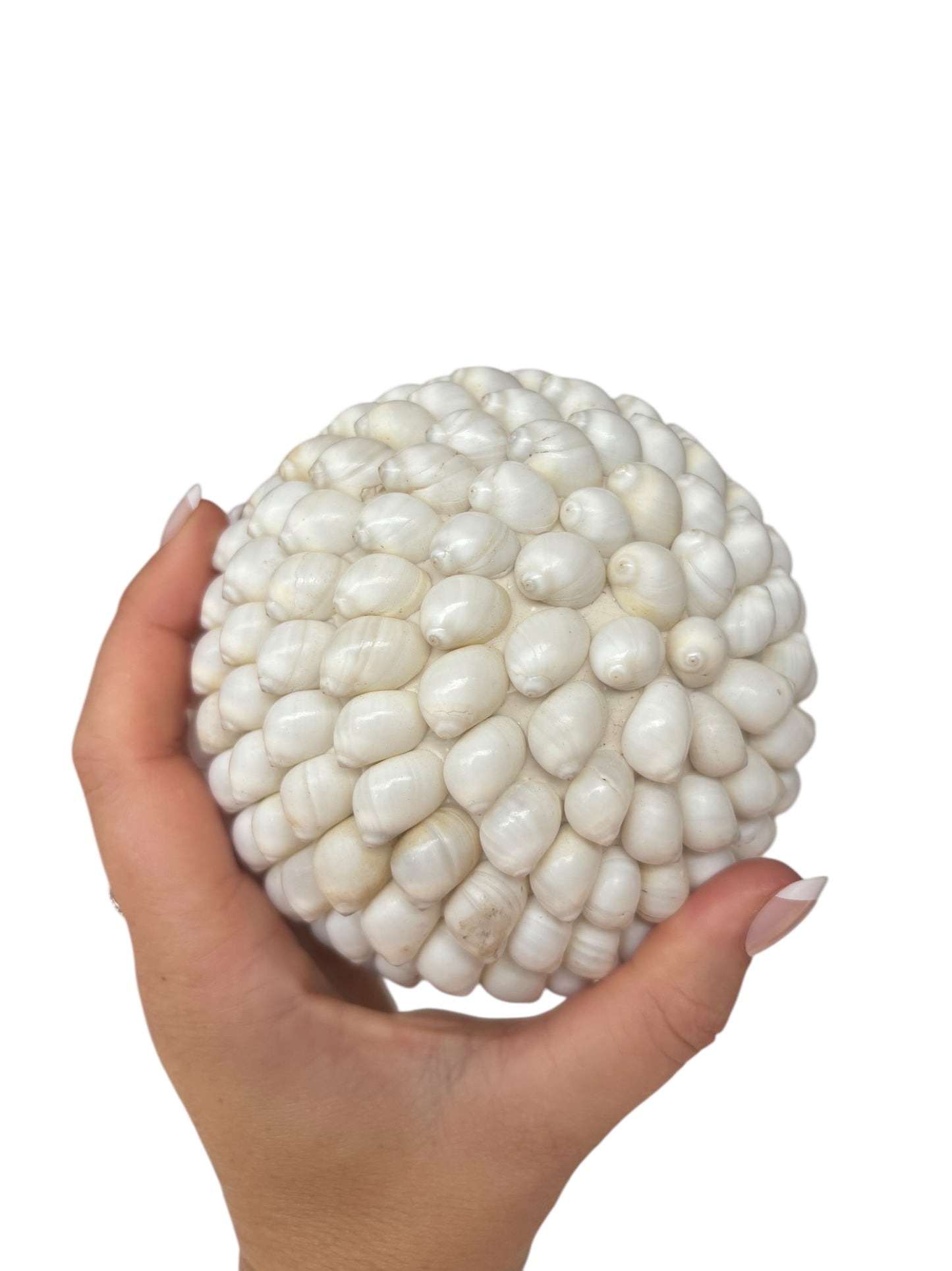Buteng Shell Ball | 3 Sizes Available