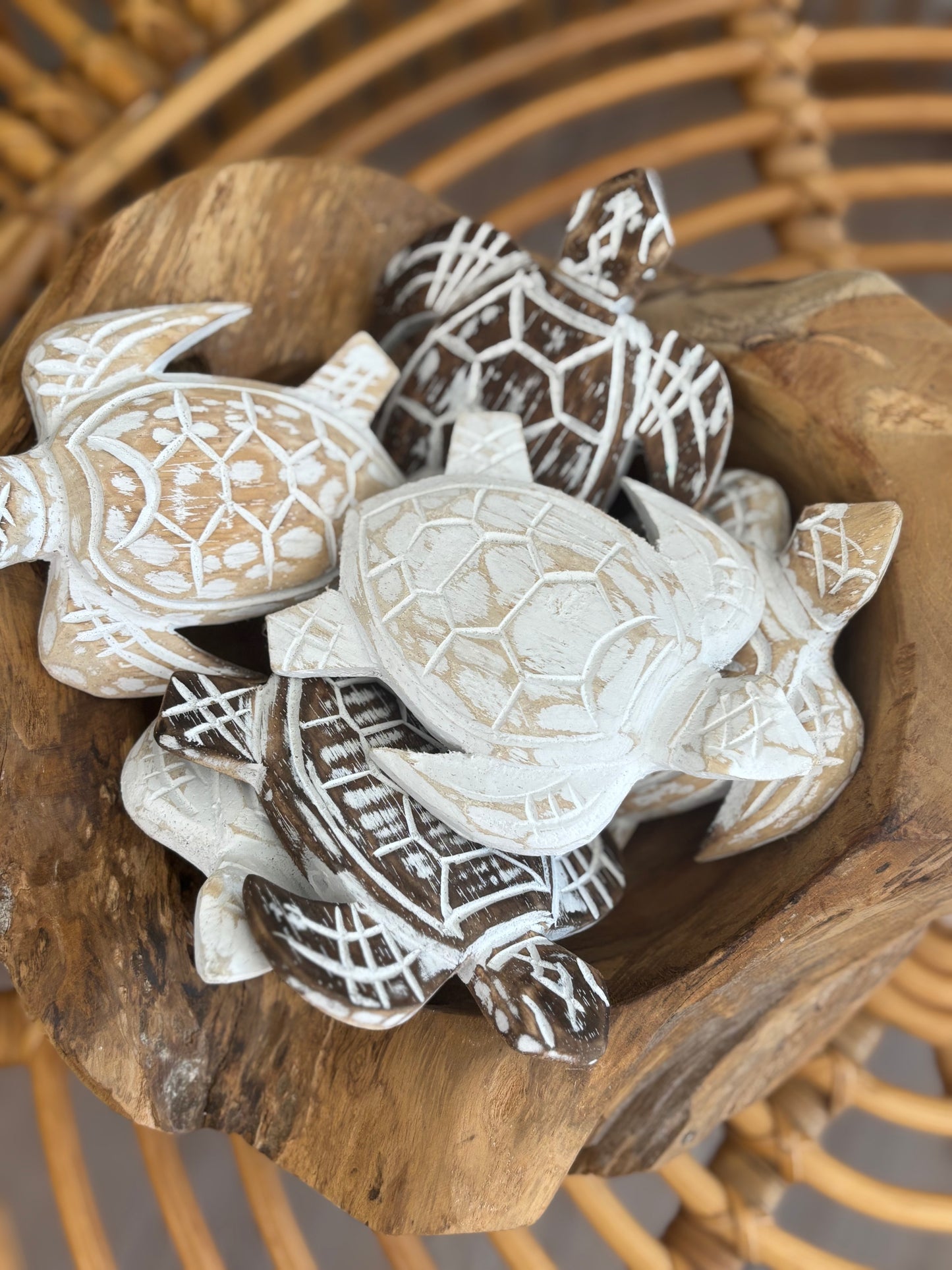 Baby Turtle | Assorted Colours