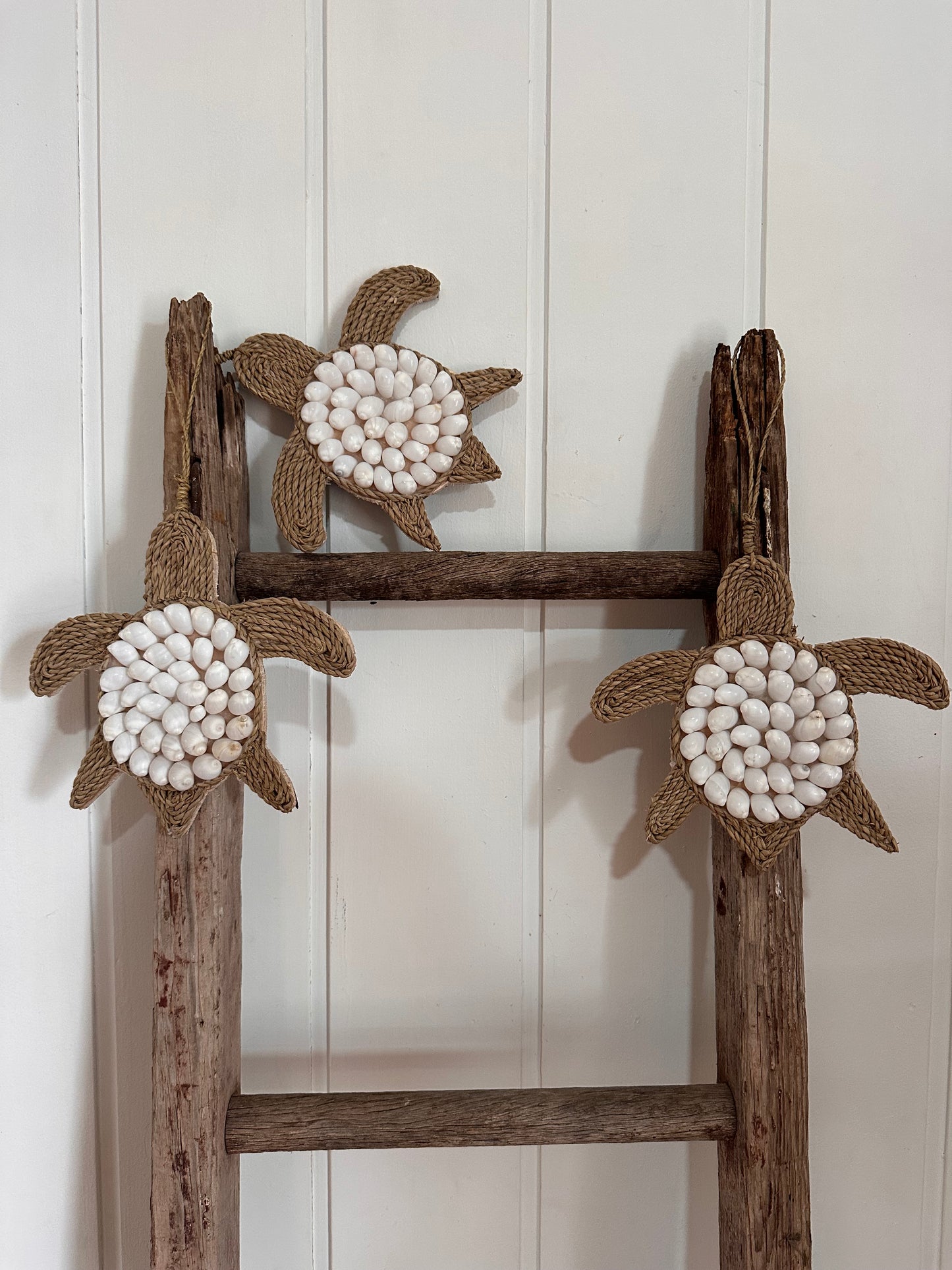 Shell Turtle | White