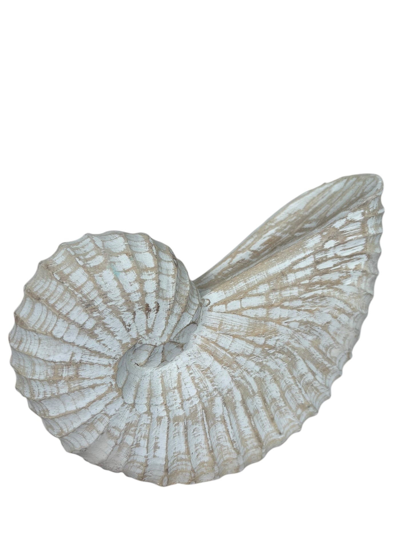 Nautilus Shell | Natural | 3 Sizes Available