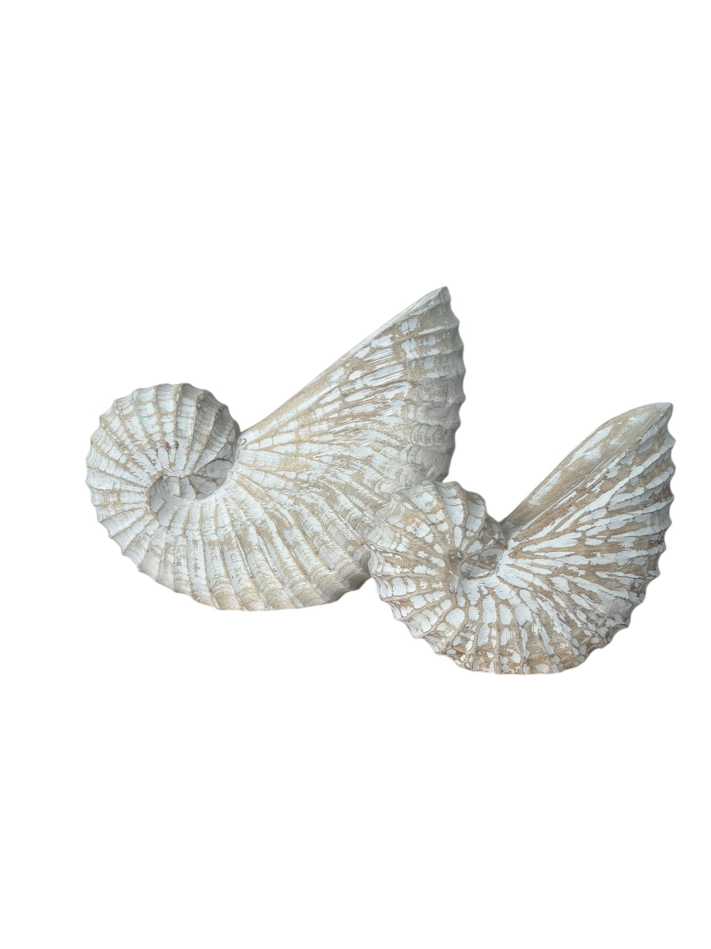Nautilus Shell | Natural | 3 Sizes Available