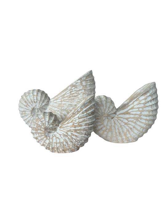 Nautilus Shell | Natural | 3 Sizes Available
