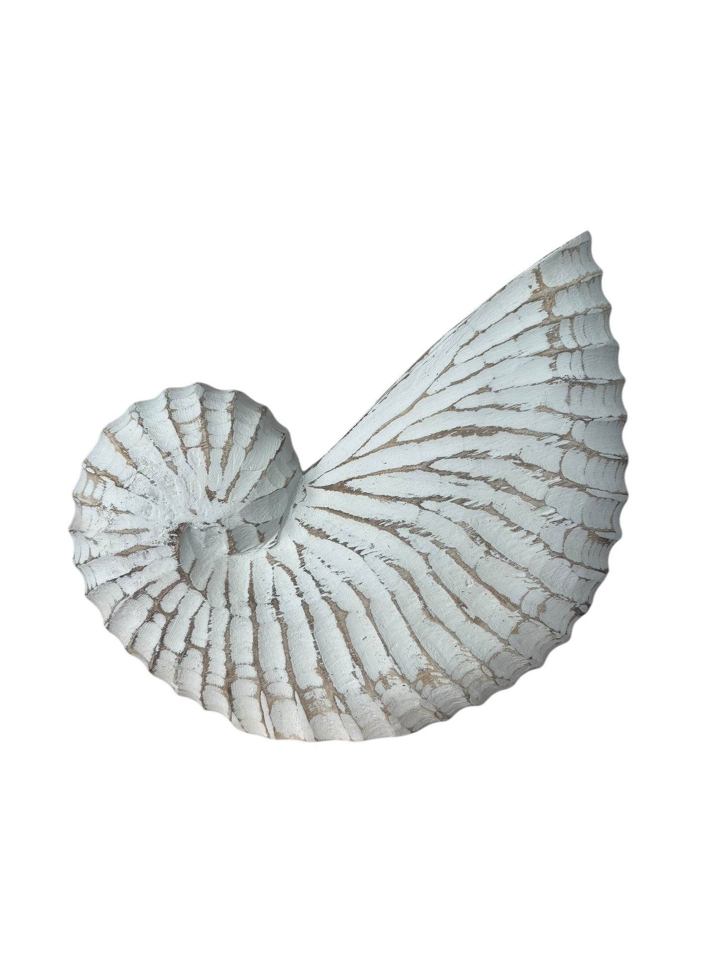 Nautilus Shell | Whitewash | 3 Sizes Available