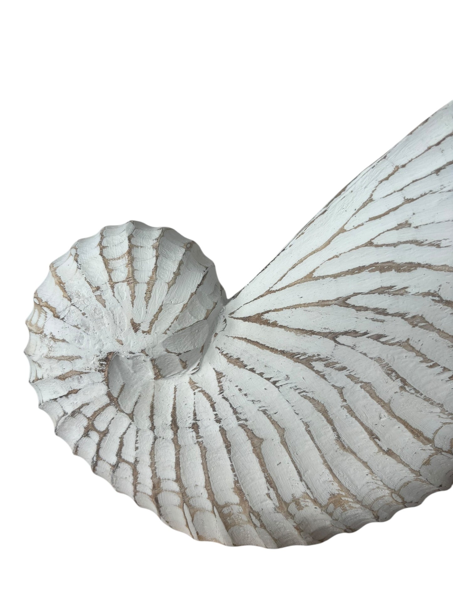 Nautilus Shell | Whitewash | 3 Sizes Available