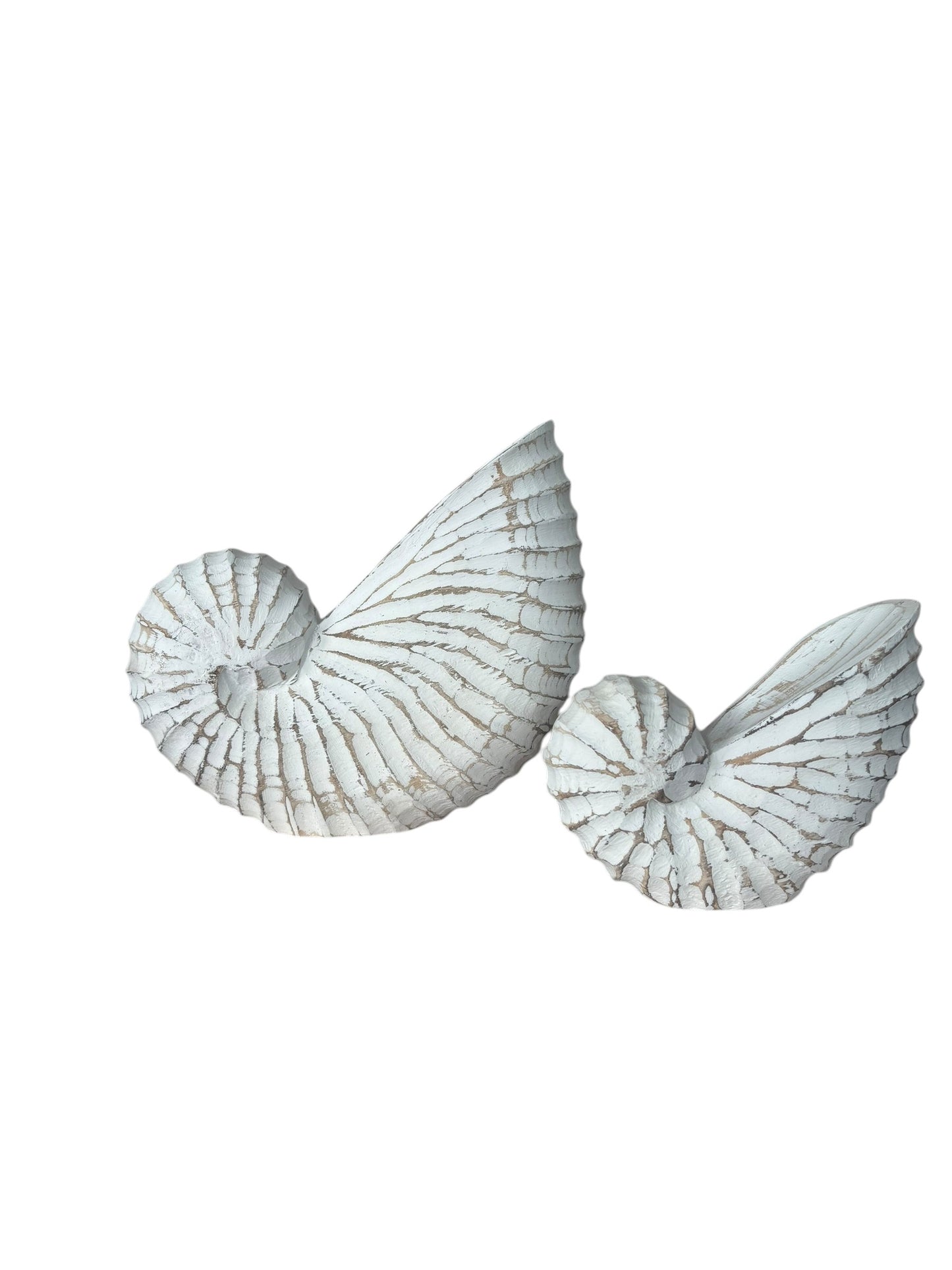Nautilus Shell | Whitewash | 3 Sizes Available