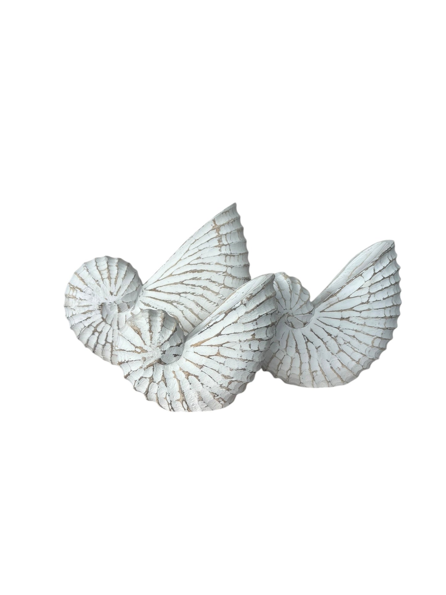 Nautilus Shell | Whitewash | 3 Sizes Available