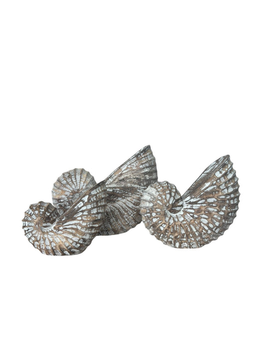 Nautilus Shell | Brown | 3 Sizes Available